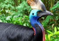 映画『火喰鳥を、喰う』原作：原浩