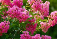 笑う百日紅(サルスベリ)